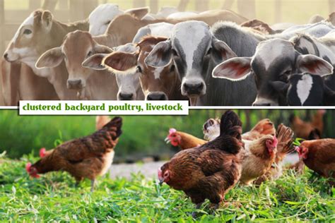 DA to support clustered backyard poultry, livestock farms.